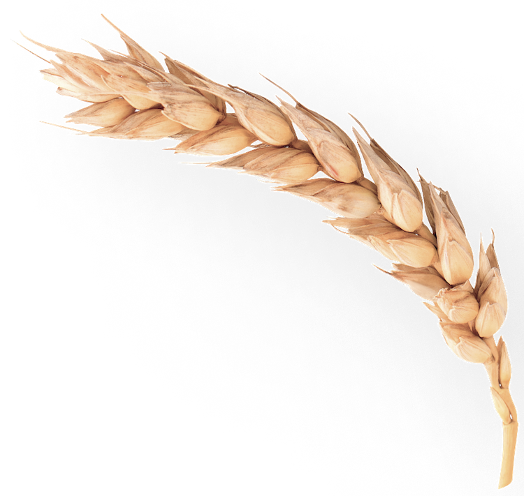Wheat double
